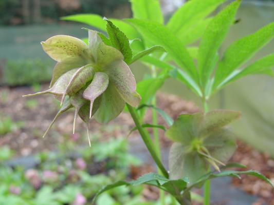 Buff_green_seed_pod