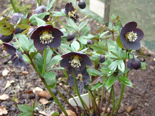 darkest_purple_hellebore