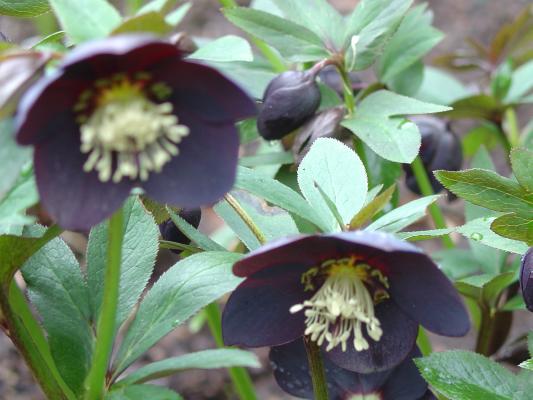 darkest_slate_hellebore