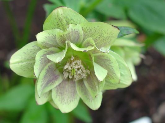 double_cream_freckled_hellebore_