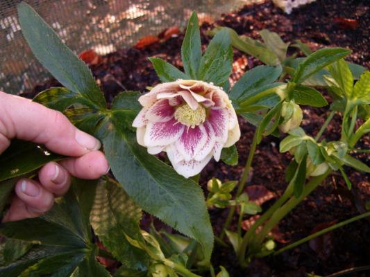 double_hellebore