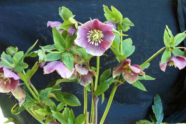 hellebore_freckled_red