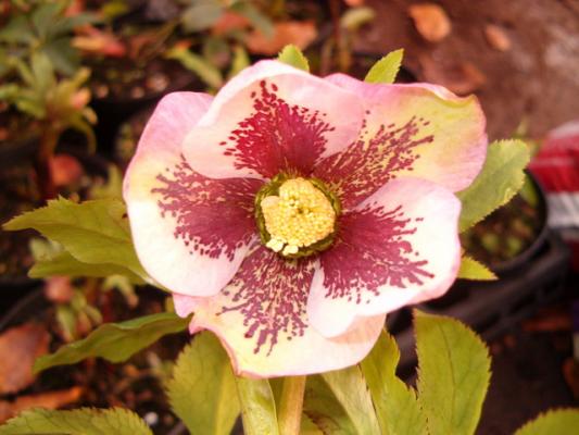 hellebore_pale_pink_blotch