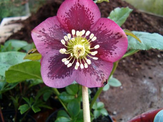 hellebore_red_blotch