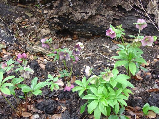 stock_hellebores