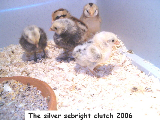 silver_sebright_clutch_2006